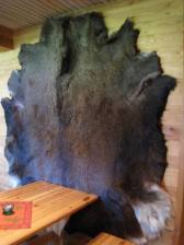 ヌークシオ国立公園のコタ隣の小屋にあったムースの毛皮