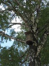 スオメンリンナの鳥の巣箱