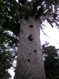 ニュージーランドのカウリの木