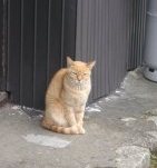 大門坂の猫