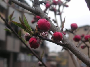 春を愛でる：桃