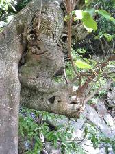 屋久島・布引の滝近くのゾウの木