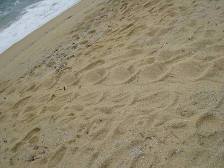 いなか浜で見つけたウミガメの足跡